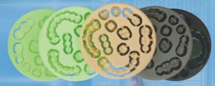 Yucera Dental Monolaag PMMA Tandheelkundige Prothesen en Toepassingen CAD/CAM